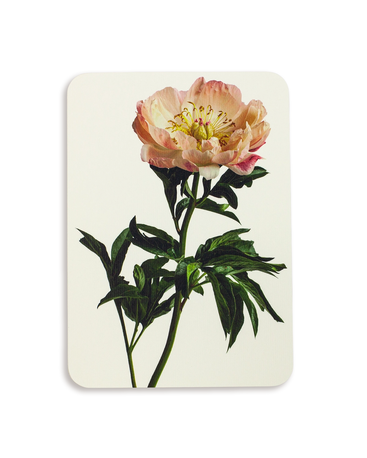 Peony Greeting Card