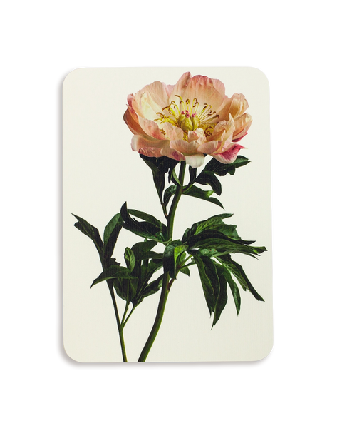 Peony Greeting Card