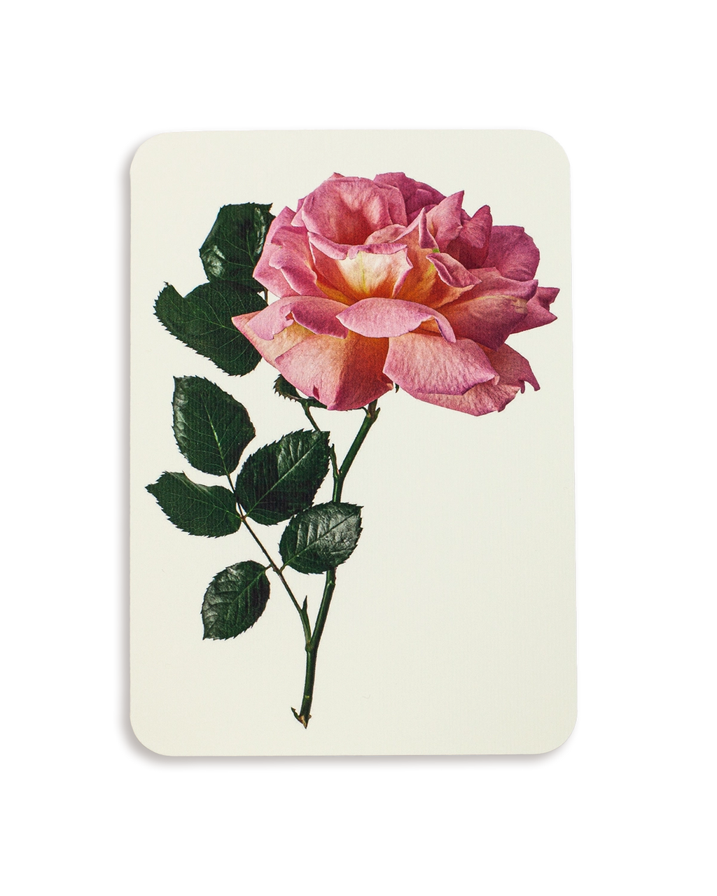 Rose Card Rance Canonbury Press Pink Rose Greeting Card | Birthday or Celebration