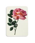 Pink Rose Greeting Card