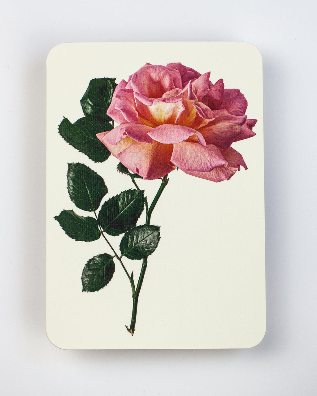 Pink Rose Greeting Card