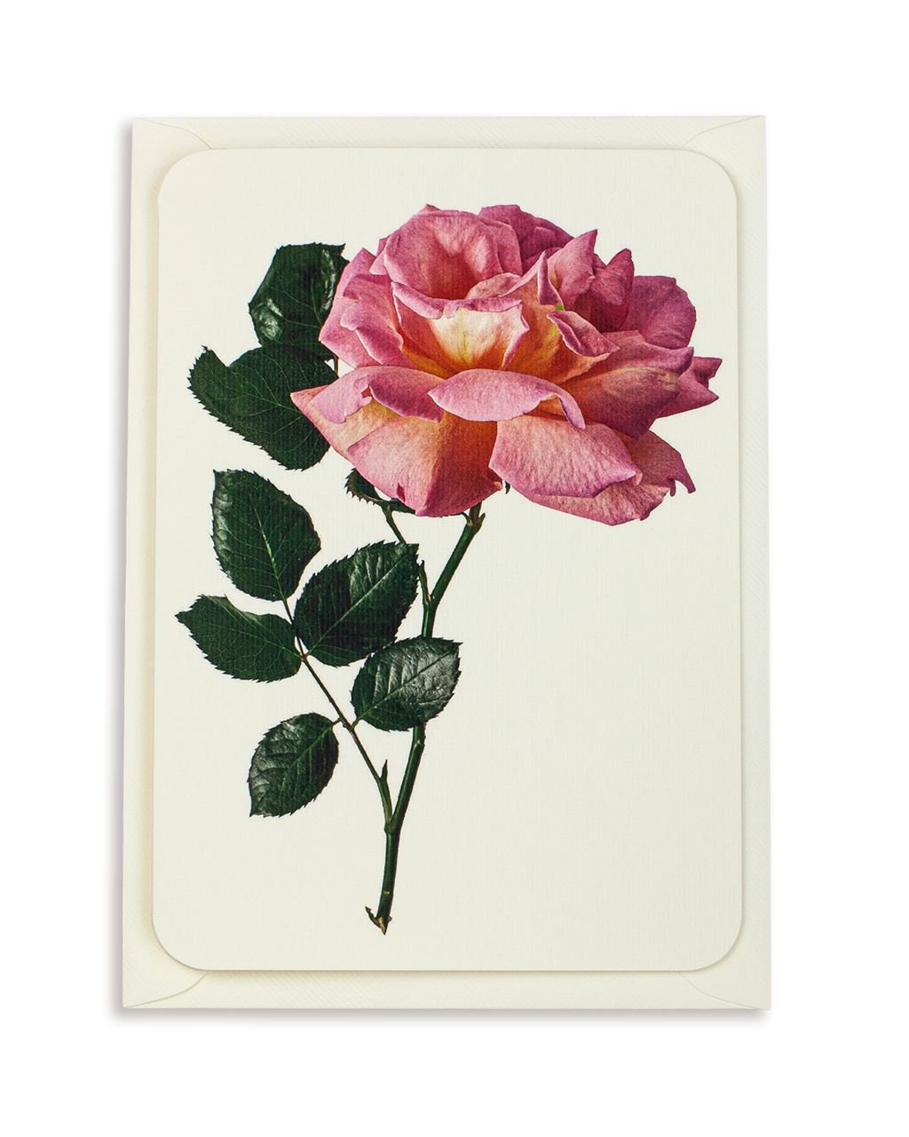 Pink Rose Greeting Card