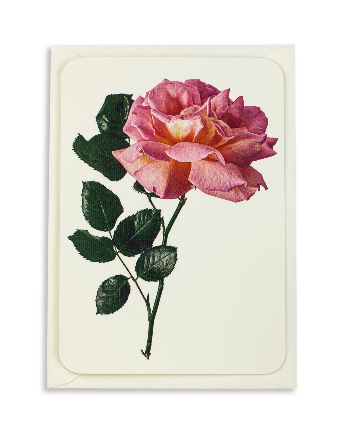 Pink Rose Greeting Card