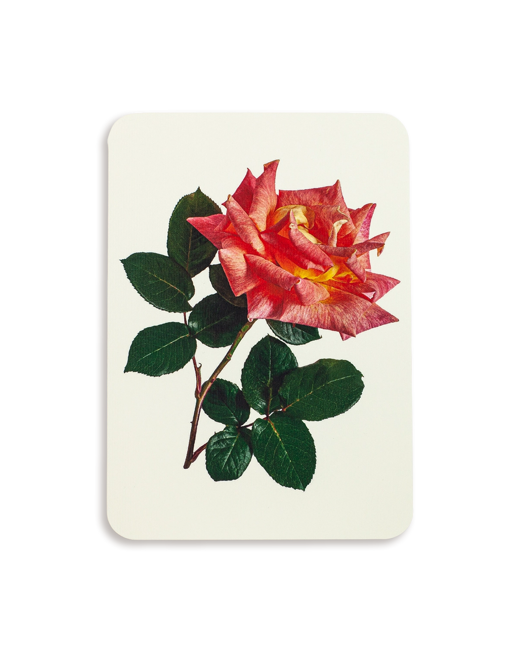 English Garden Roses Mixed Set of 6 Greeting Cards