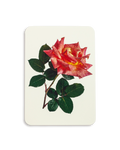 Pink & Yellow Rose Greeting Card