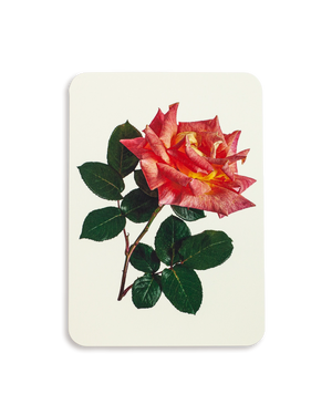 Pink & Yellow Rose Greeting Card