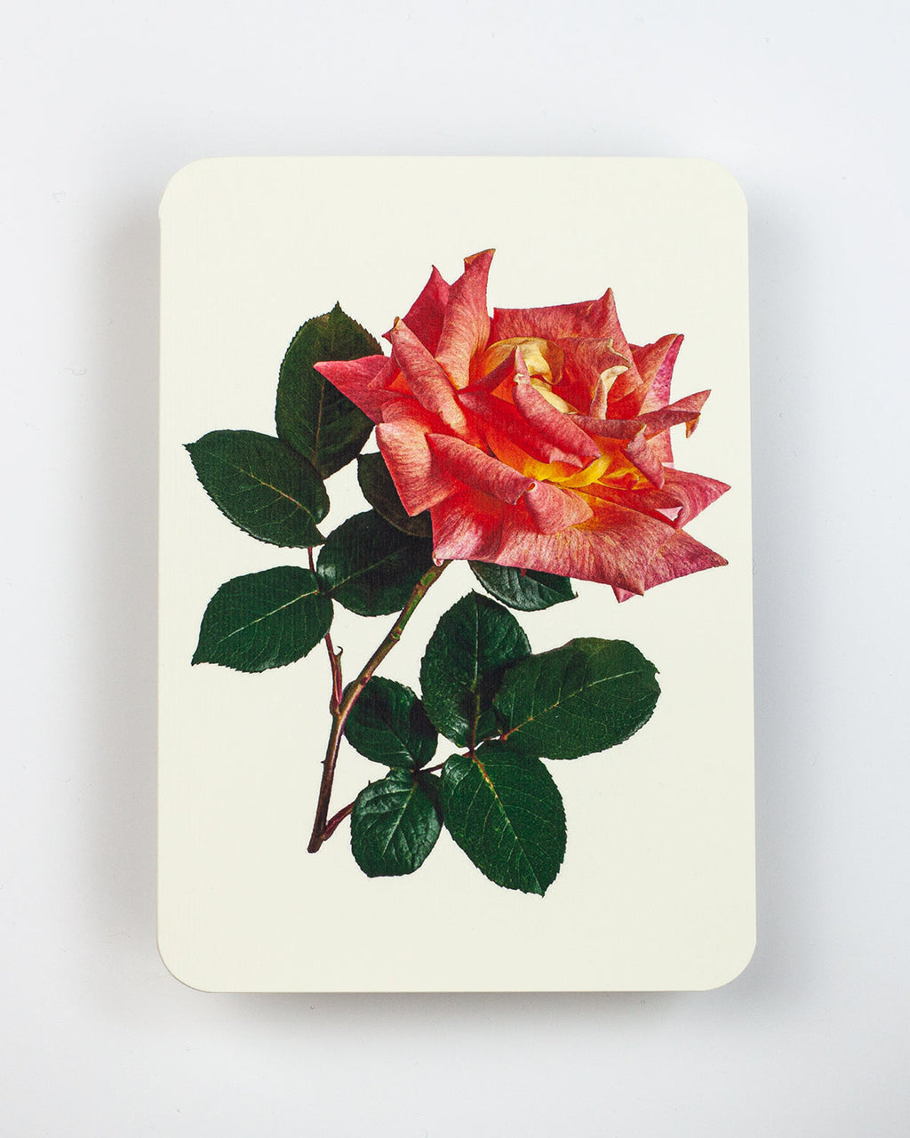 Pink & Yellow Rose Greeting Card