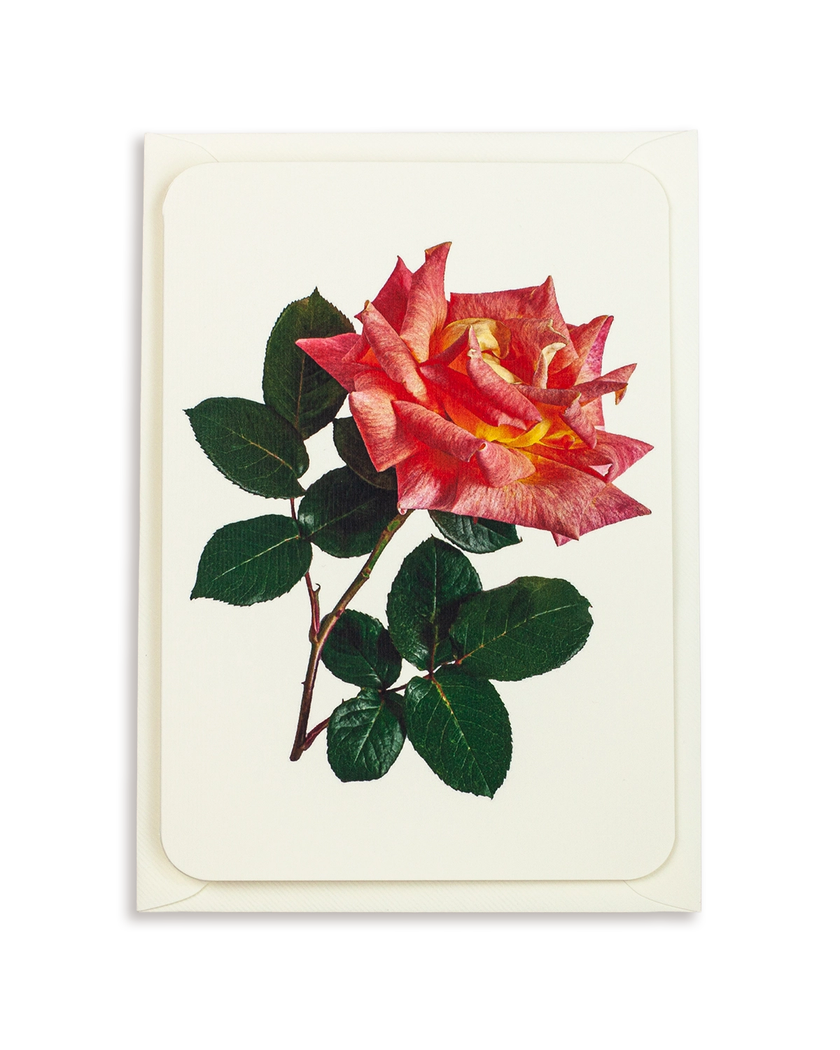 Pink & Yellow Rose Greeting Card