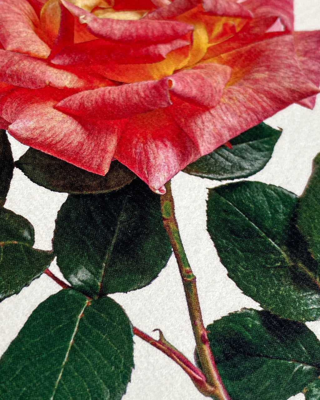 Pink & Yellow Rose Greeting Card