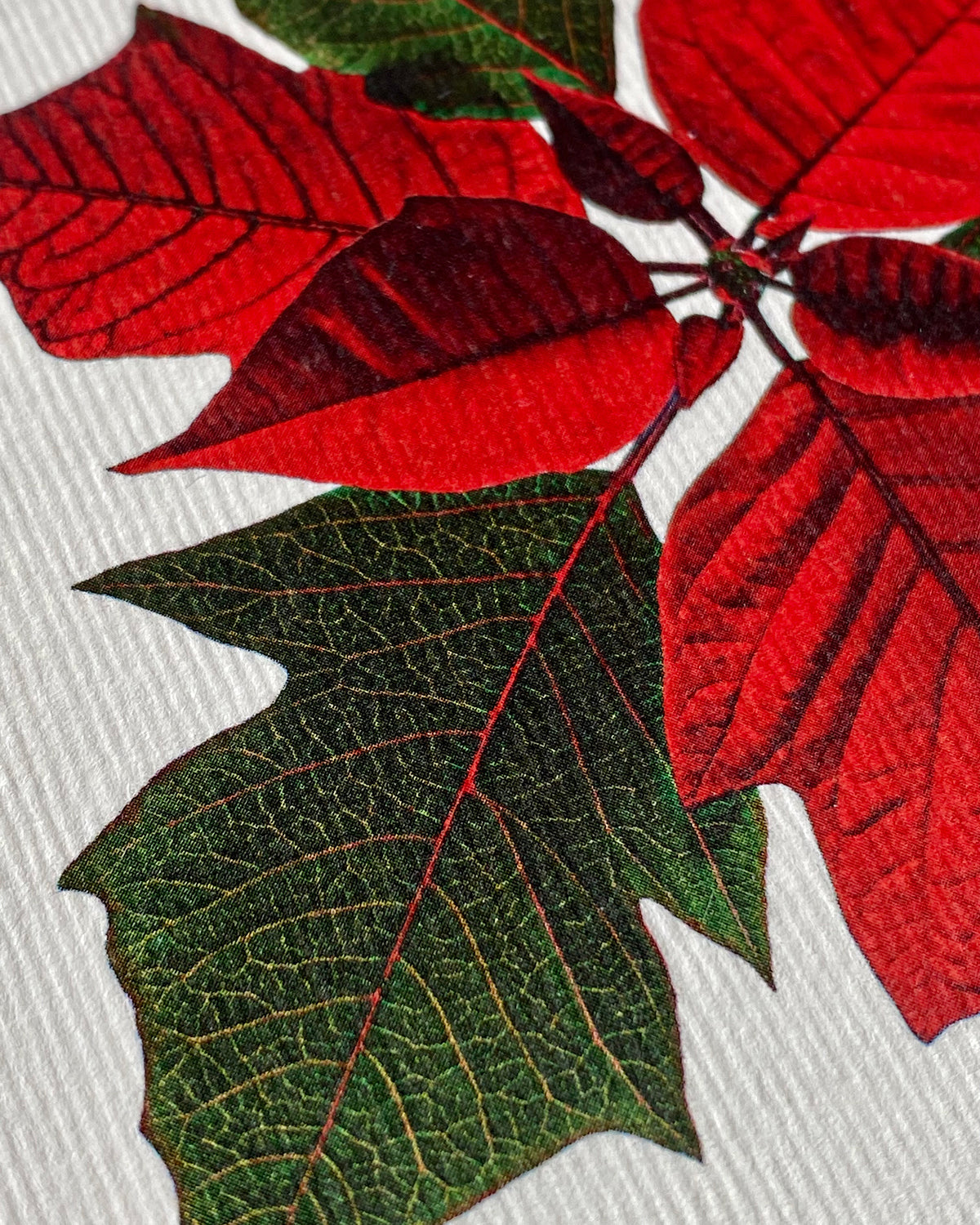 Poinsettia Greeting Card