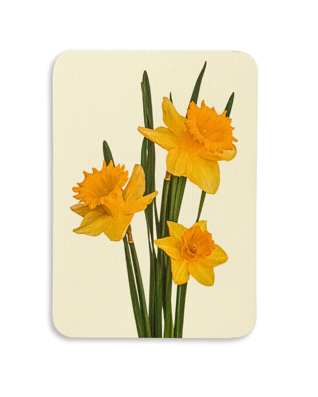 Posy of Daffodils Greeting Card