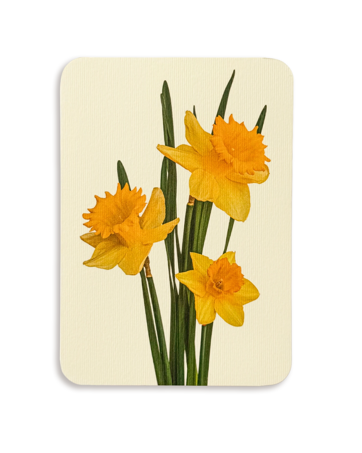 Posy of Daffodils Greeting Card