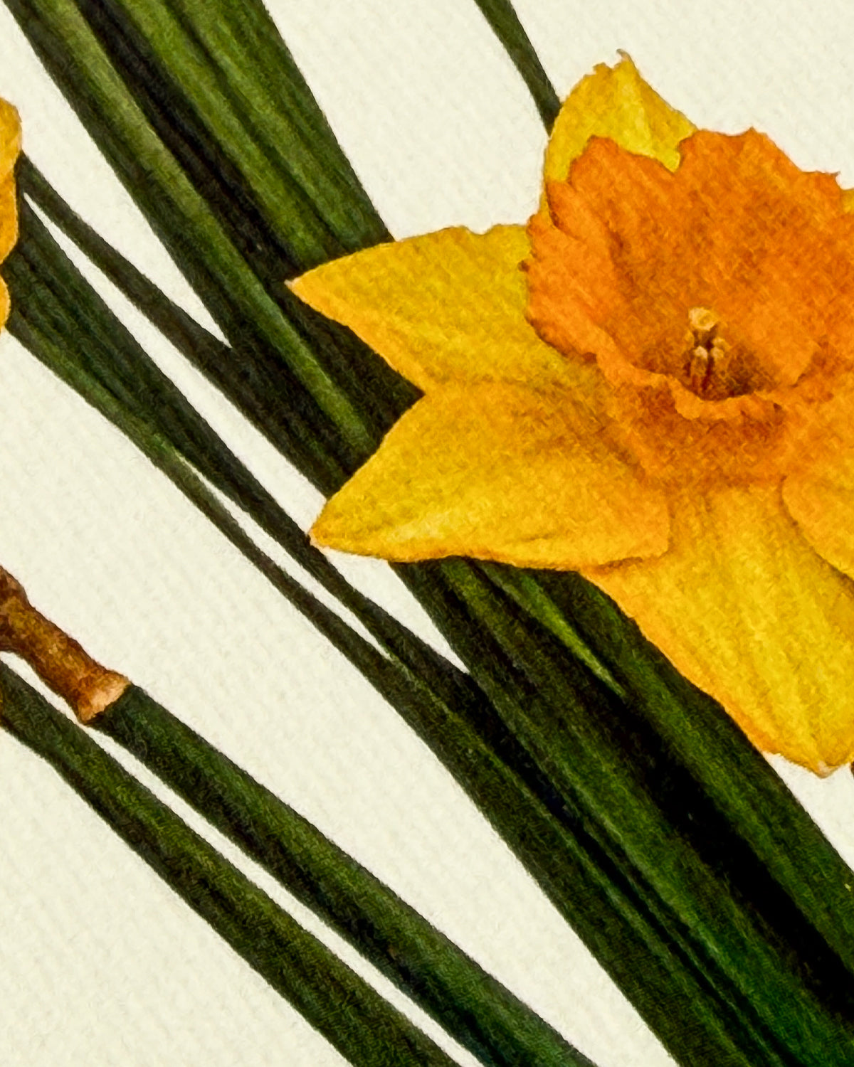Posy of Daffodils Greeting Card