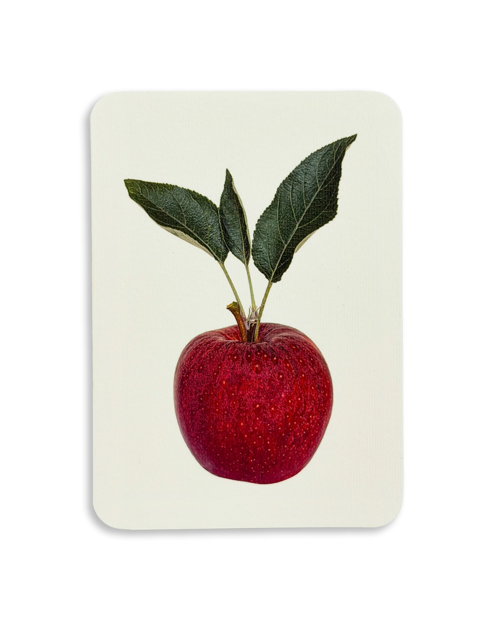 English Garden Apples Mixed Set of 6 Greeting Cards