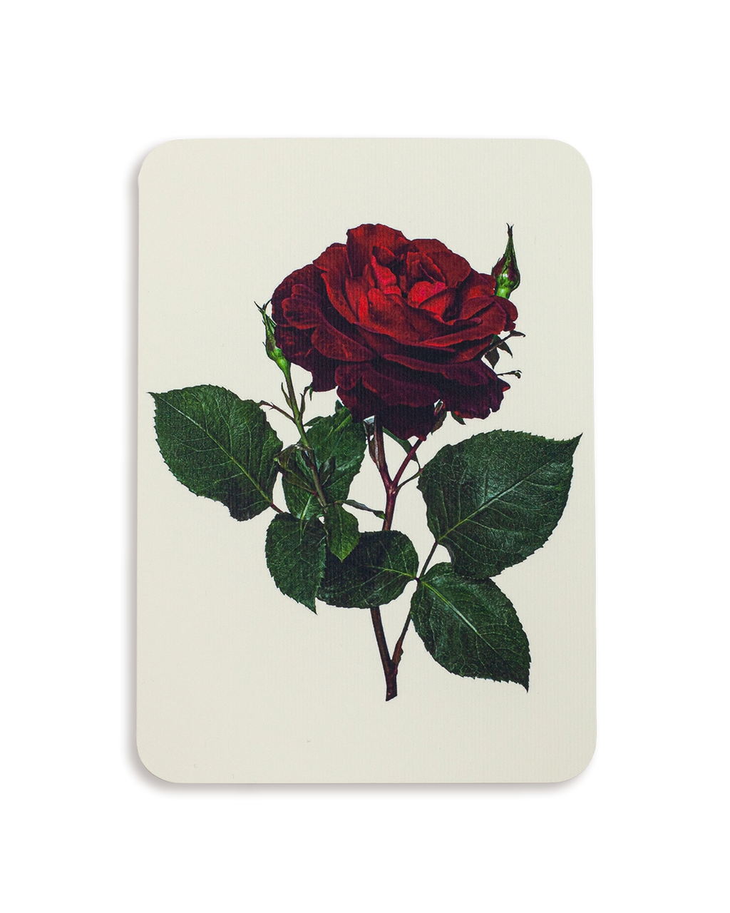 Red Rose Greeting Card