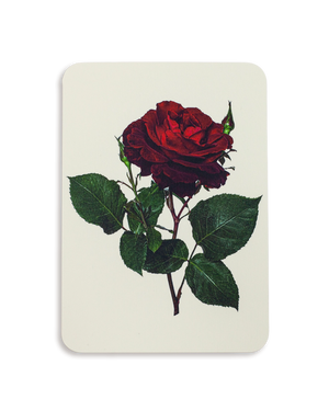 Red Rose Greeting Card