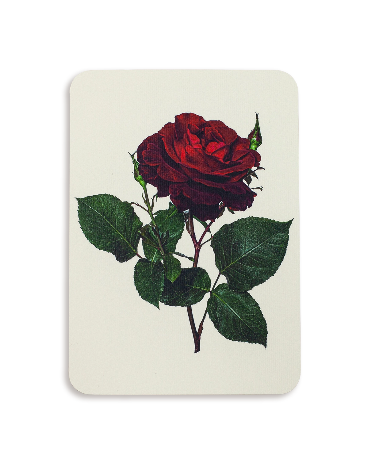 Red Rose Greeting Card