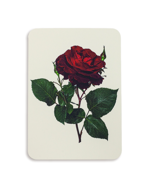 English Garden Roses Mixed Set of 6 Greeting Cards – additional image