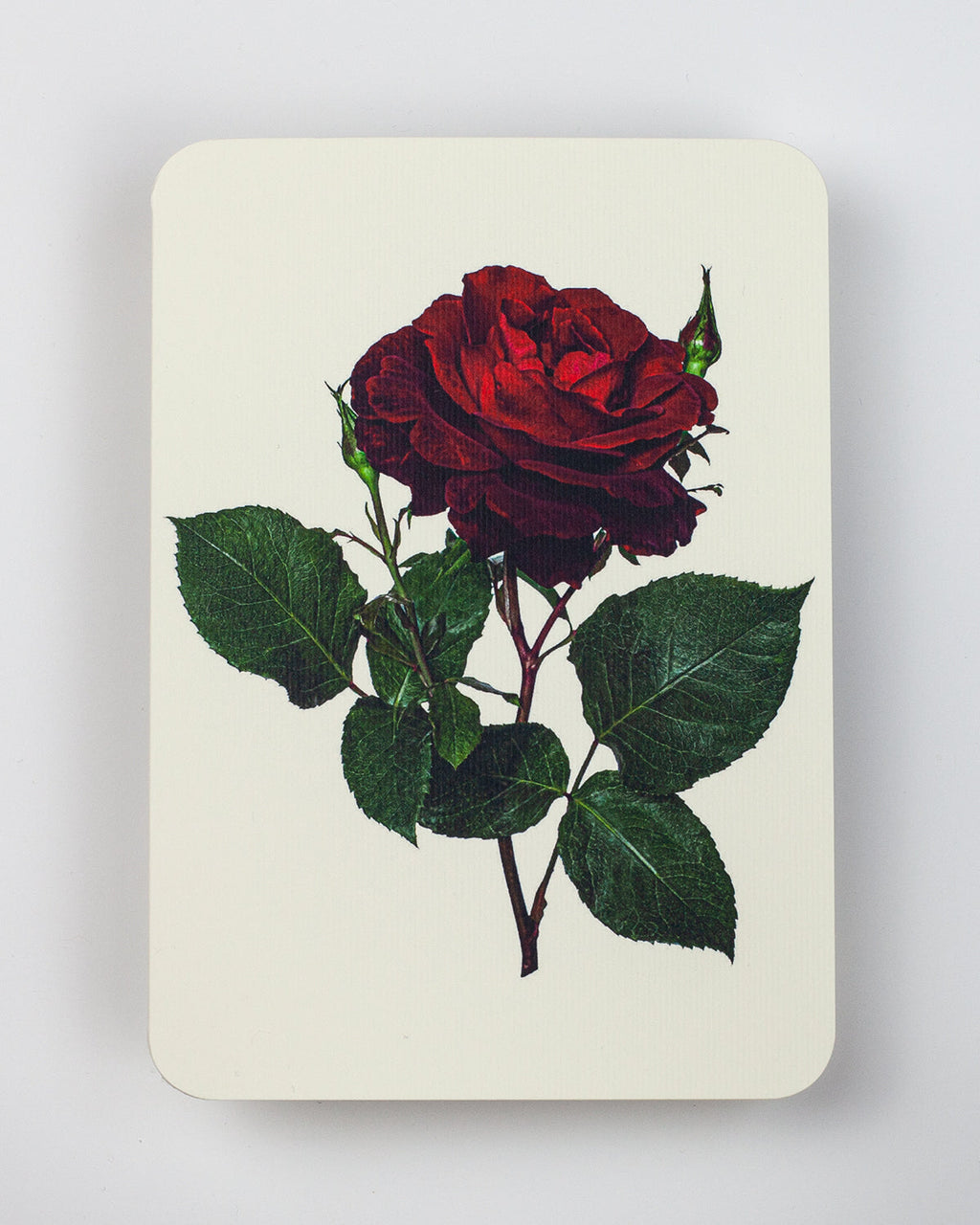 Red Rose Greeting Card