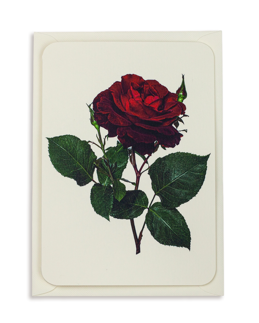 Red Rose Greeting Card