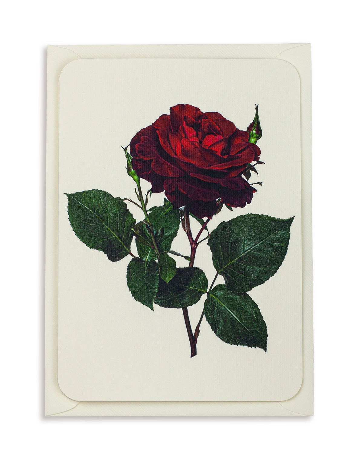 Red Rose Greeting Card