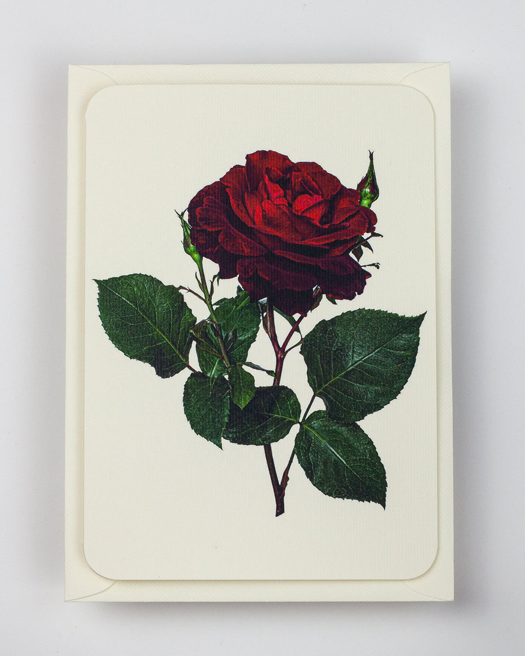 Red Rose Greeting Card