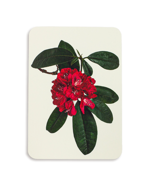 Rhododendron Greeting Card