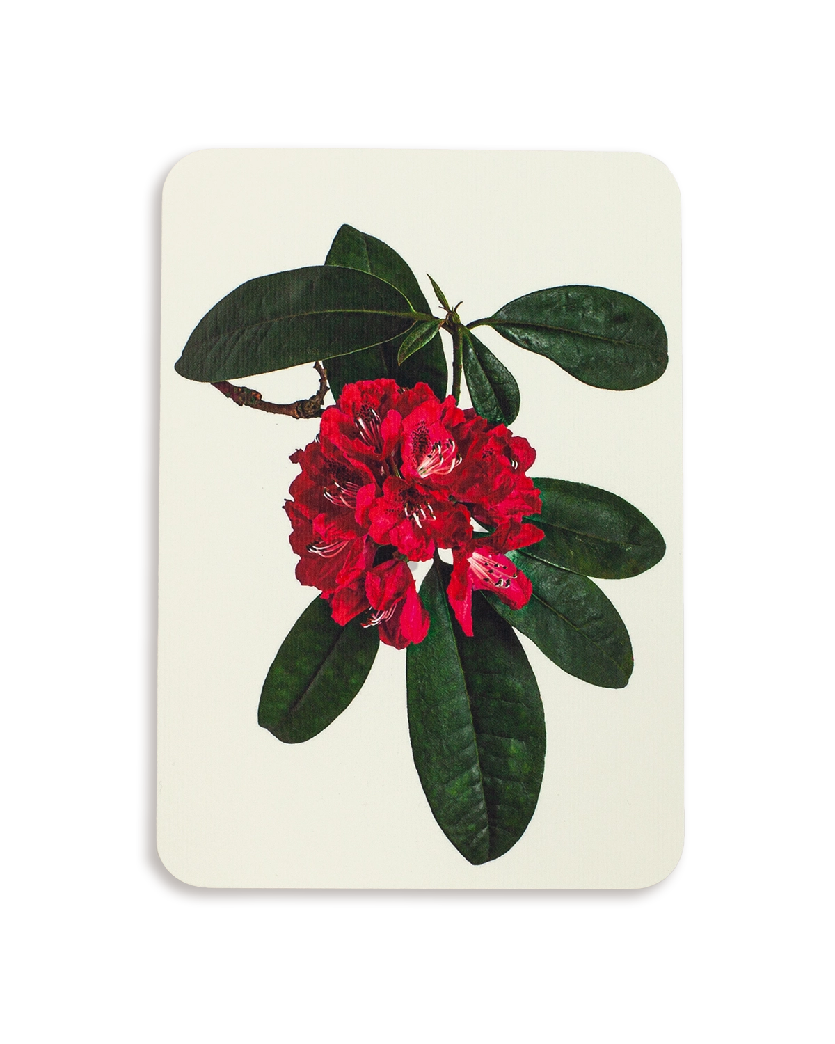 Rhododendron Greeting Card