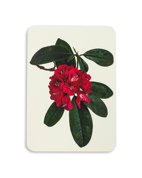 Rhododendron Greeting Card
