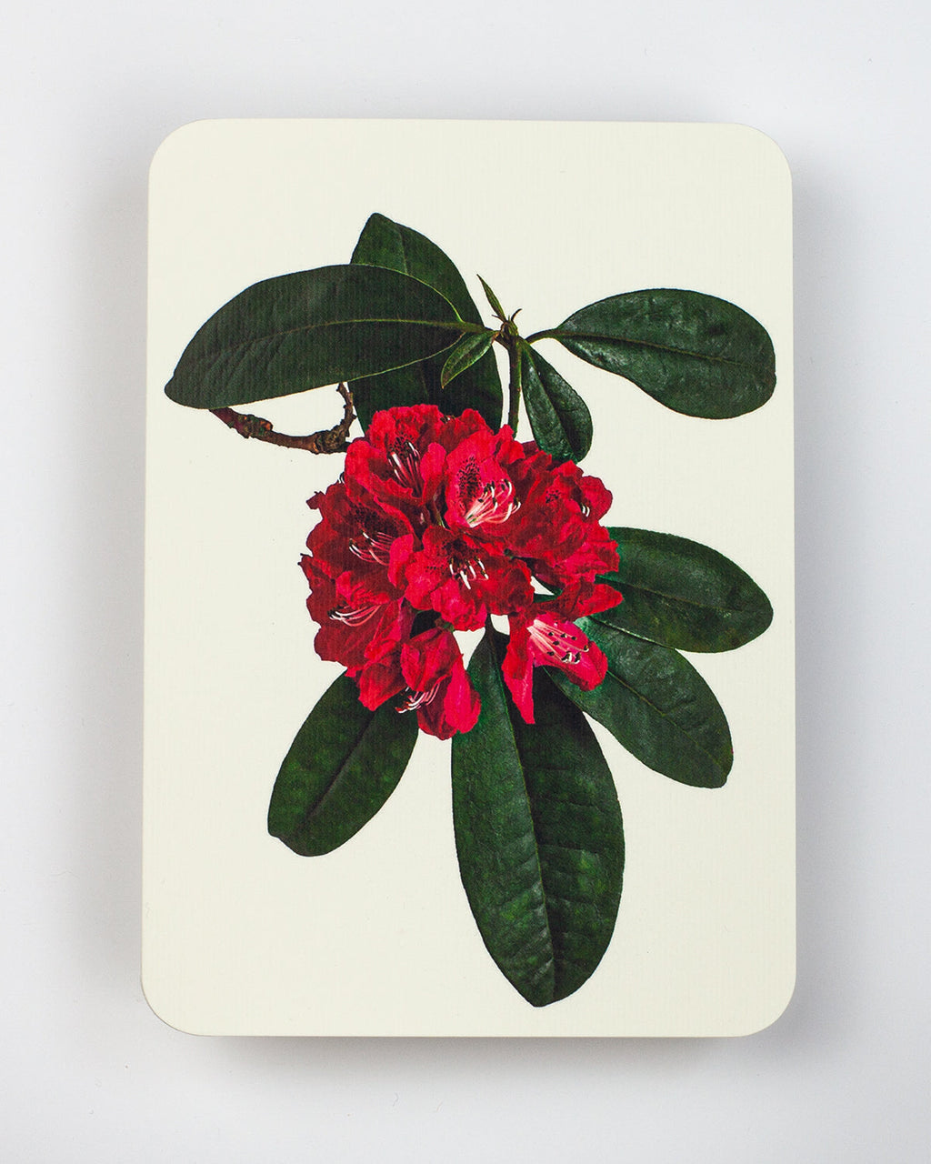 Rhododendron Greeting Card
