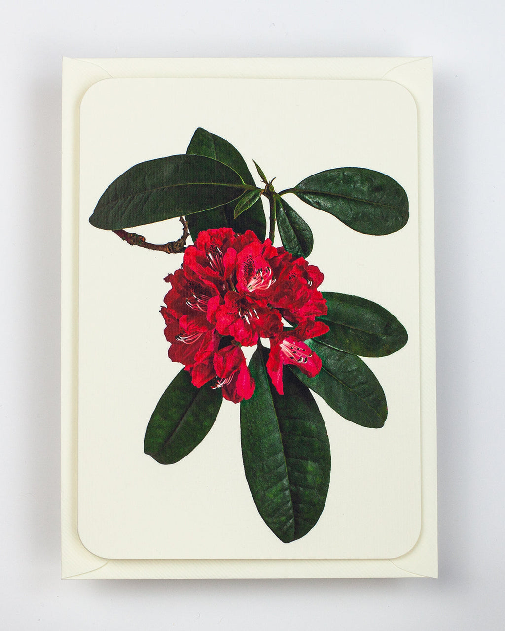 Rhododendron Greeting Card