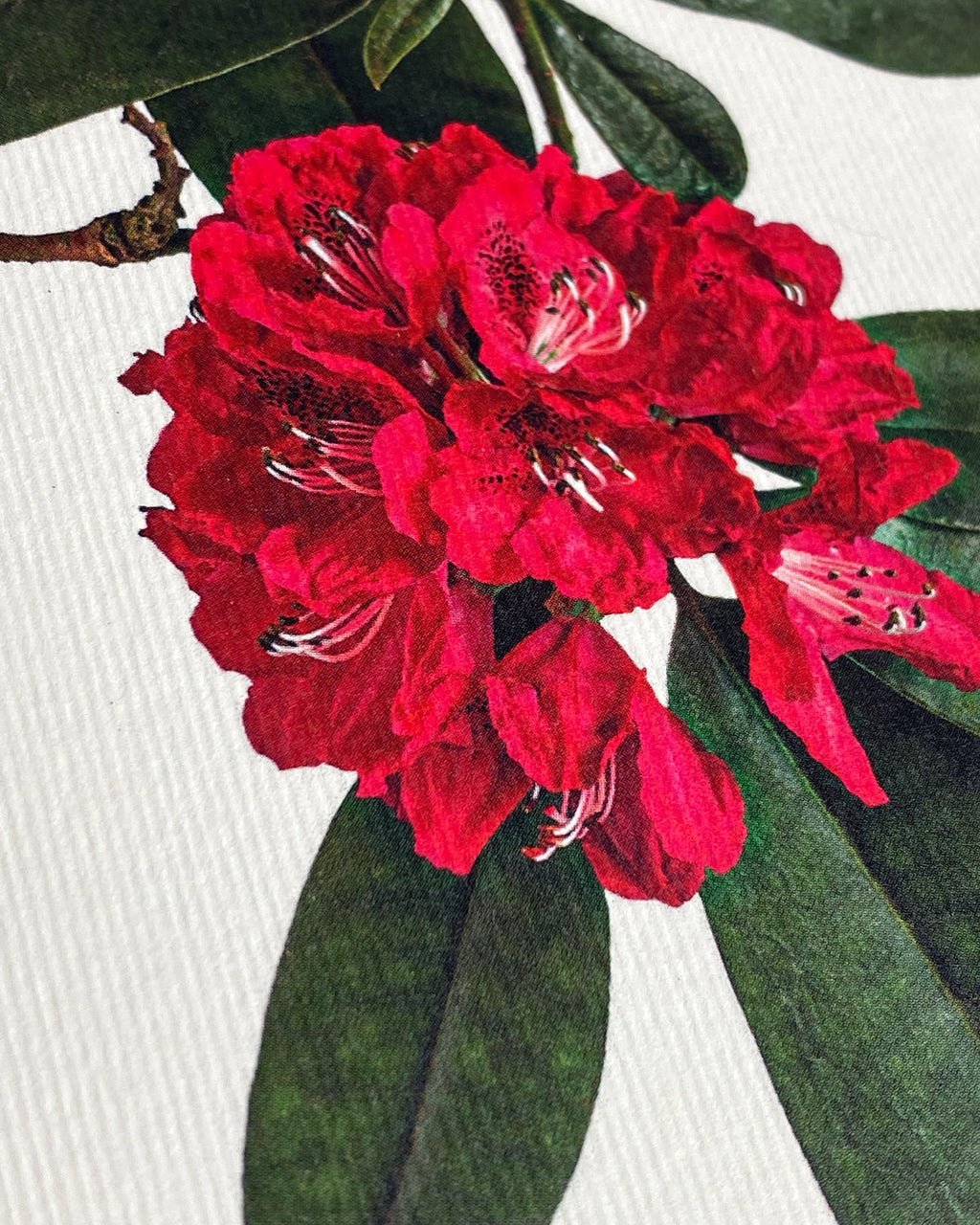 Rhododendron Greeting Card