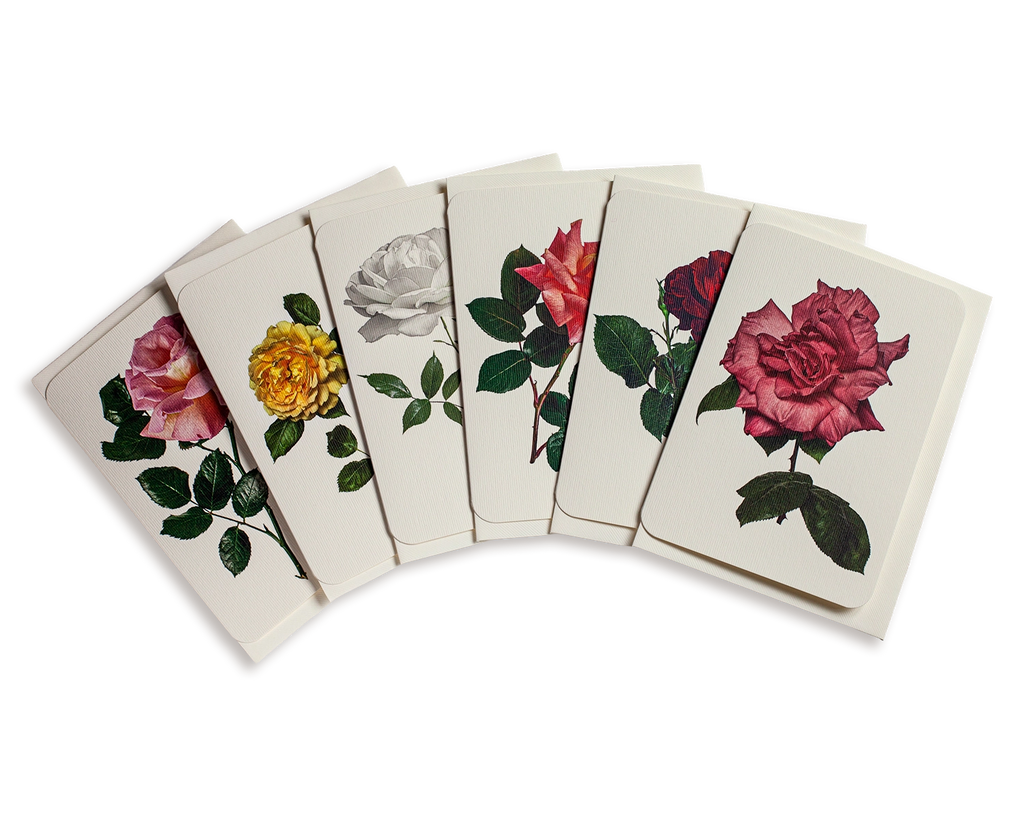 English Garden Roses Mixed Set of 6 Greeting Cards