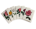 English Garden Roses Mixed Set of 6 Greeting Cards