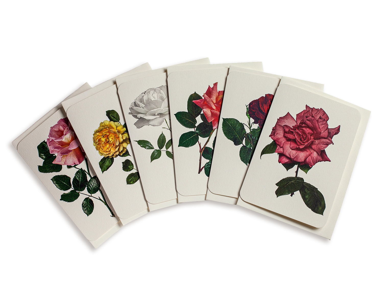 English Garden Roses Mixed Set of 6 Greeting Cards
