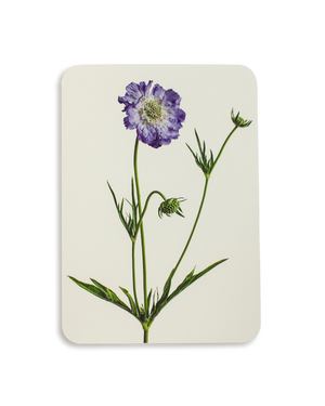 Scabiosa Greeting Card