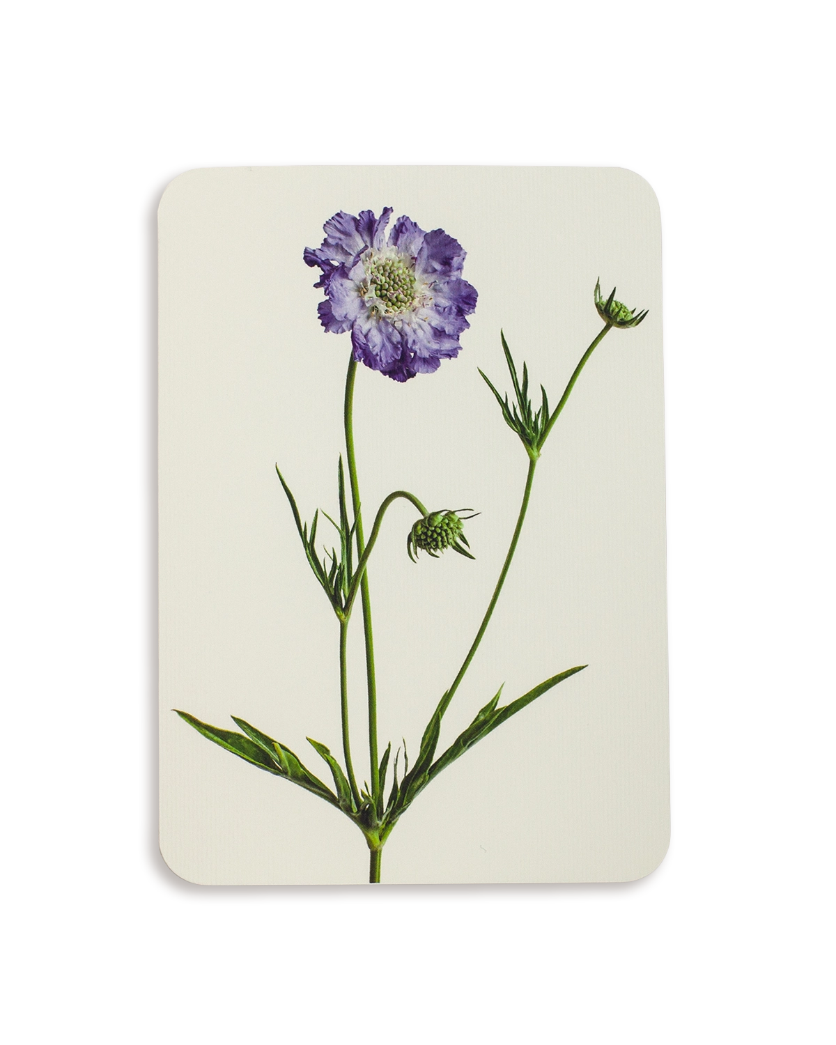Scabiosa Greeting Card