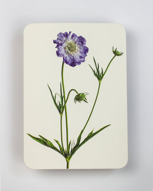 Scabiosa Greeting Card