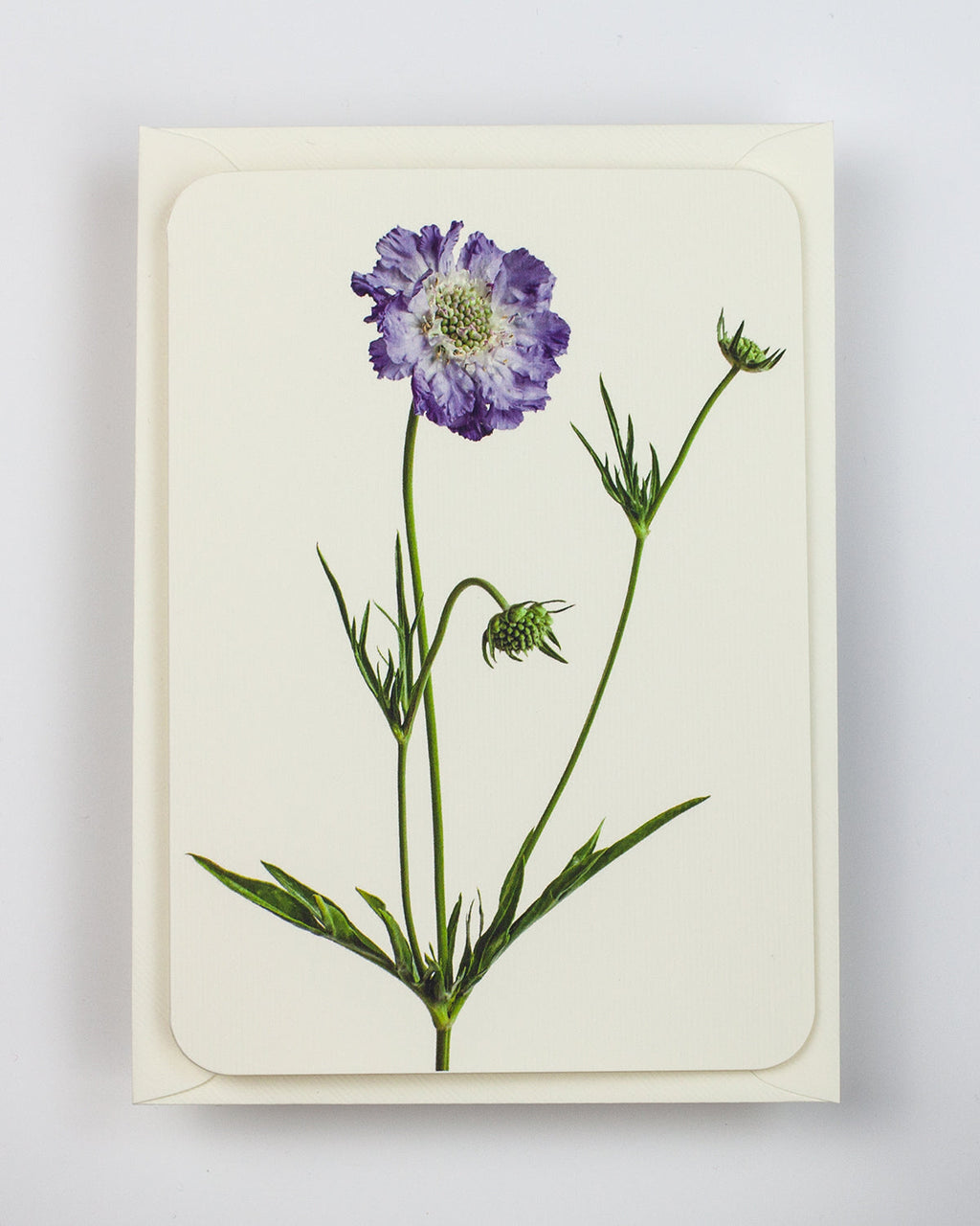 Scabiosa Greeting Card