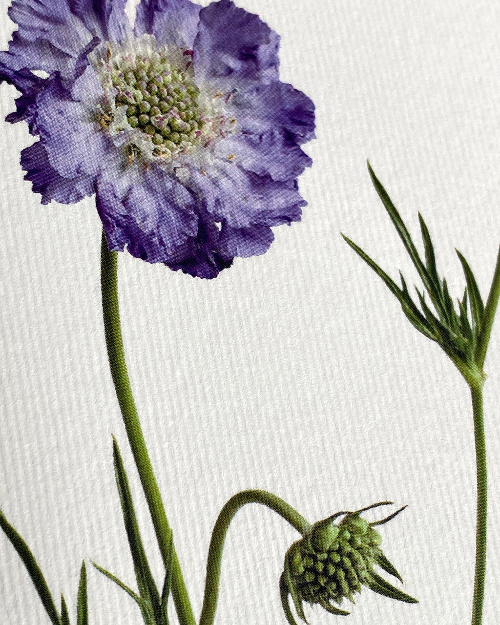 Scabiosa Greeting Card