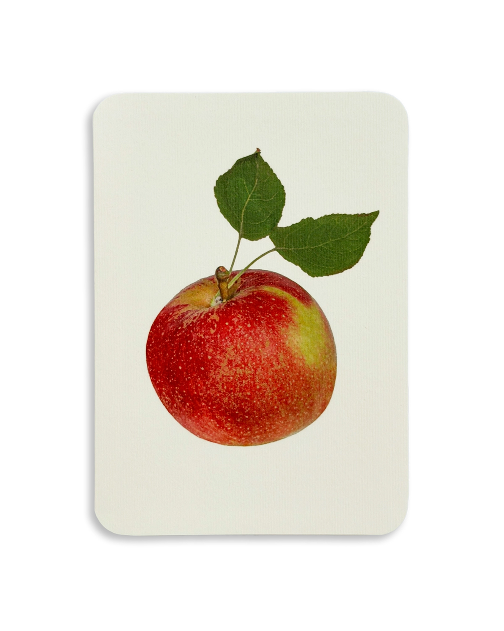 English Garden Apples Mixed Set of 6 Greeting Cards