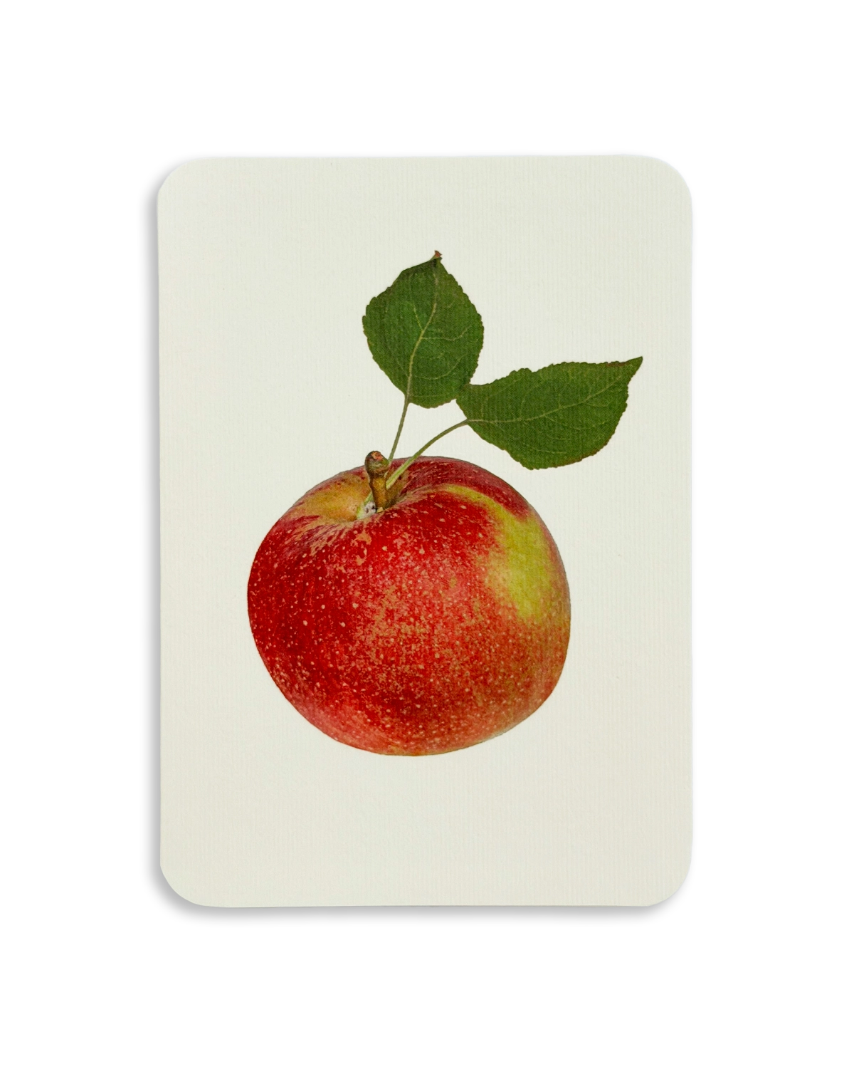 English Garden Apples Mixed Set of 6 Greeting Cards