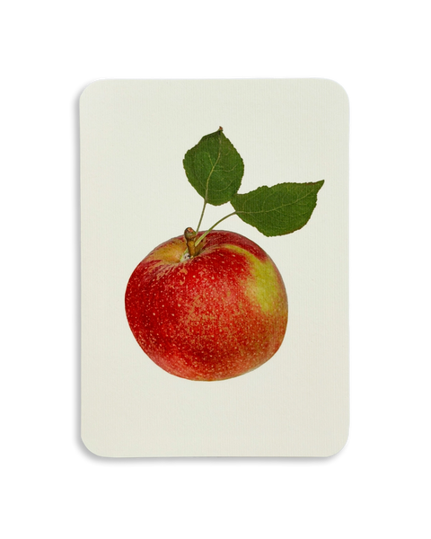 Tydeman's Late Orange Apple Greeting Card