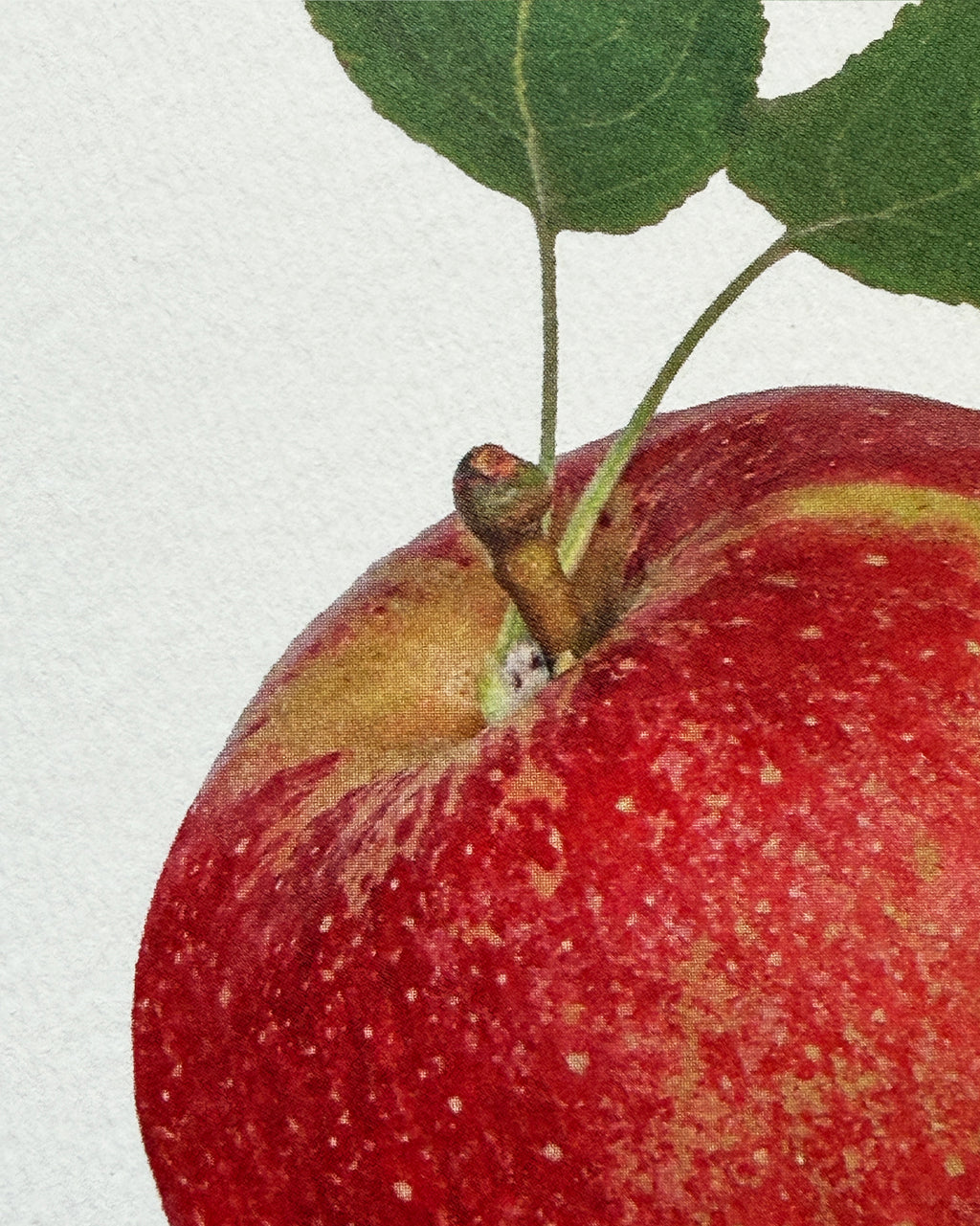 Tydeman's Late Orange Apple Greeting Card