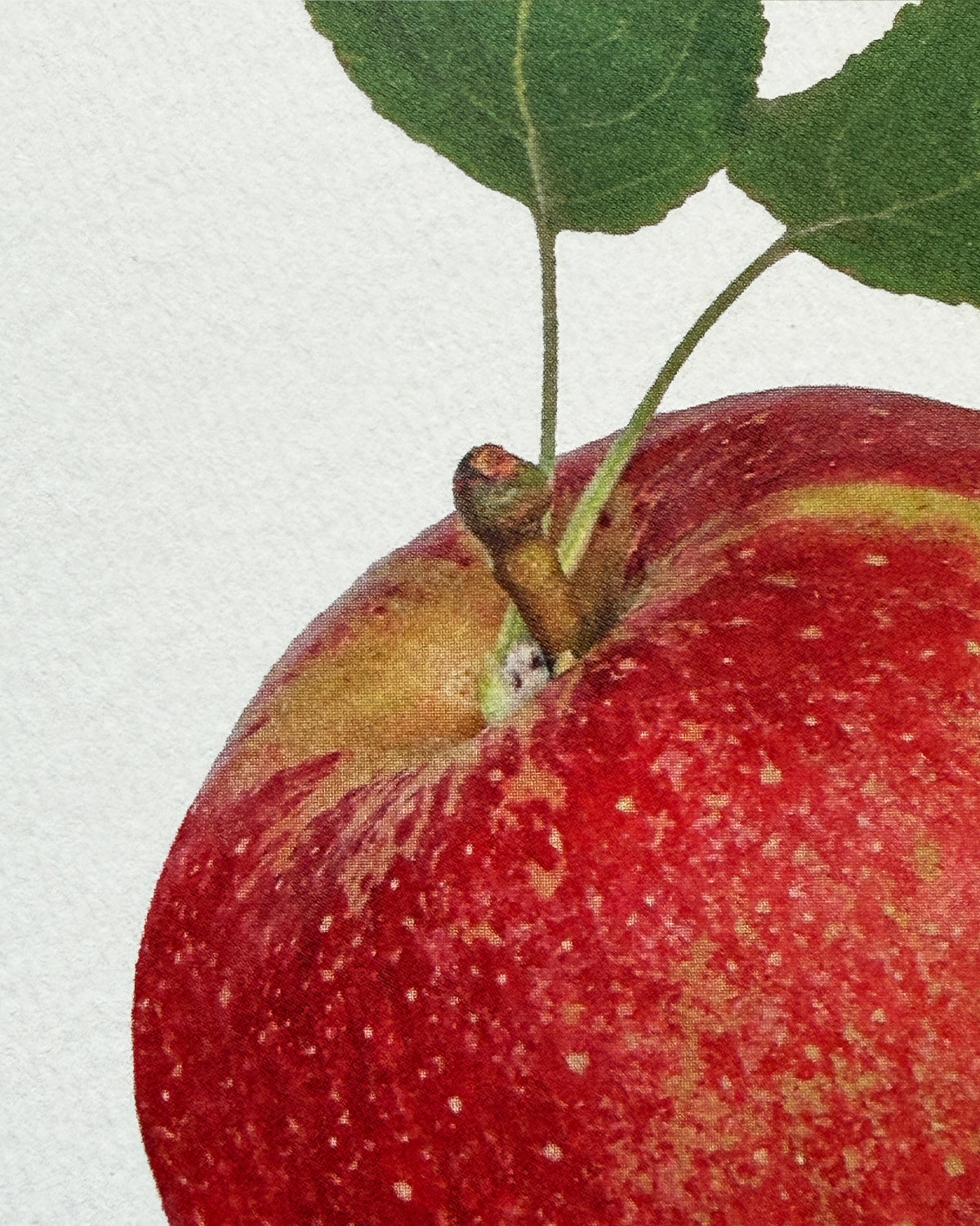 Tydeman's Late Orange Apple Greeting Card