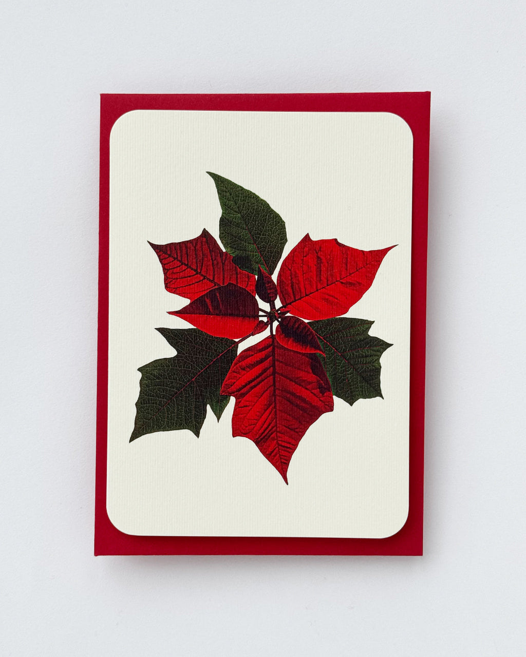 Poinsettia Greeting Card