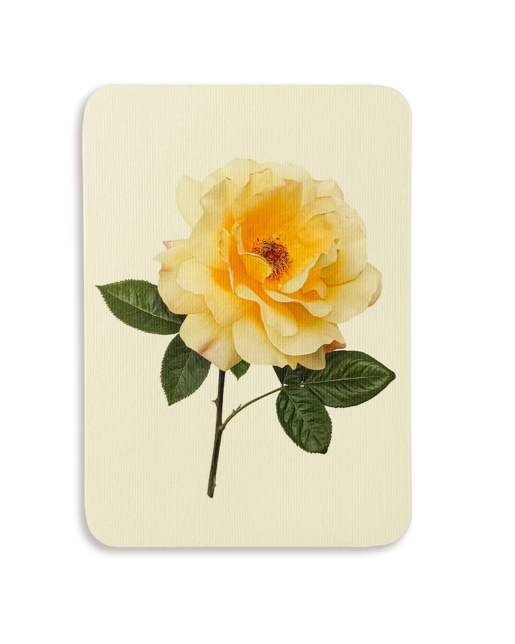 Vanilla Rose Greeting Card