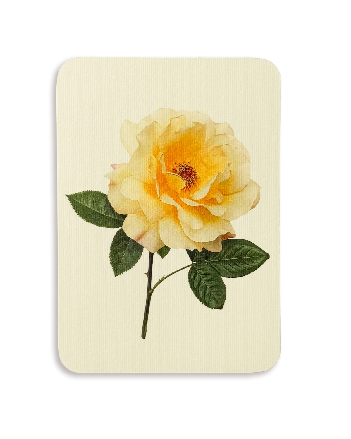 Vanilla Rose Greeting Card