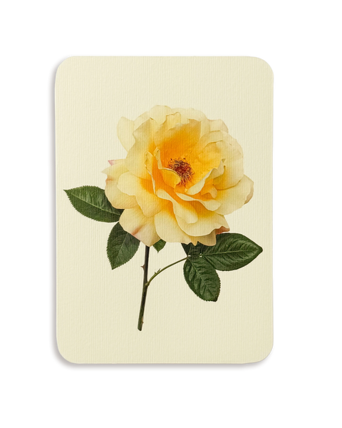 Vanilla Rose Greeting Card
