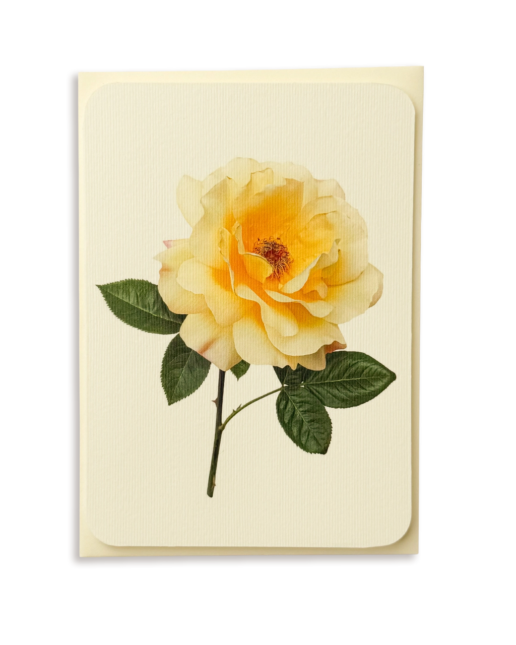 Vanilla Rose Greeting Card
